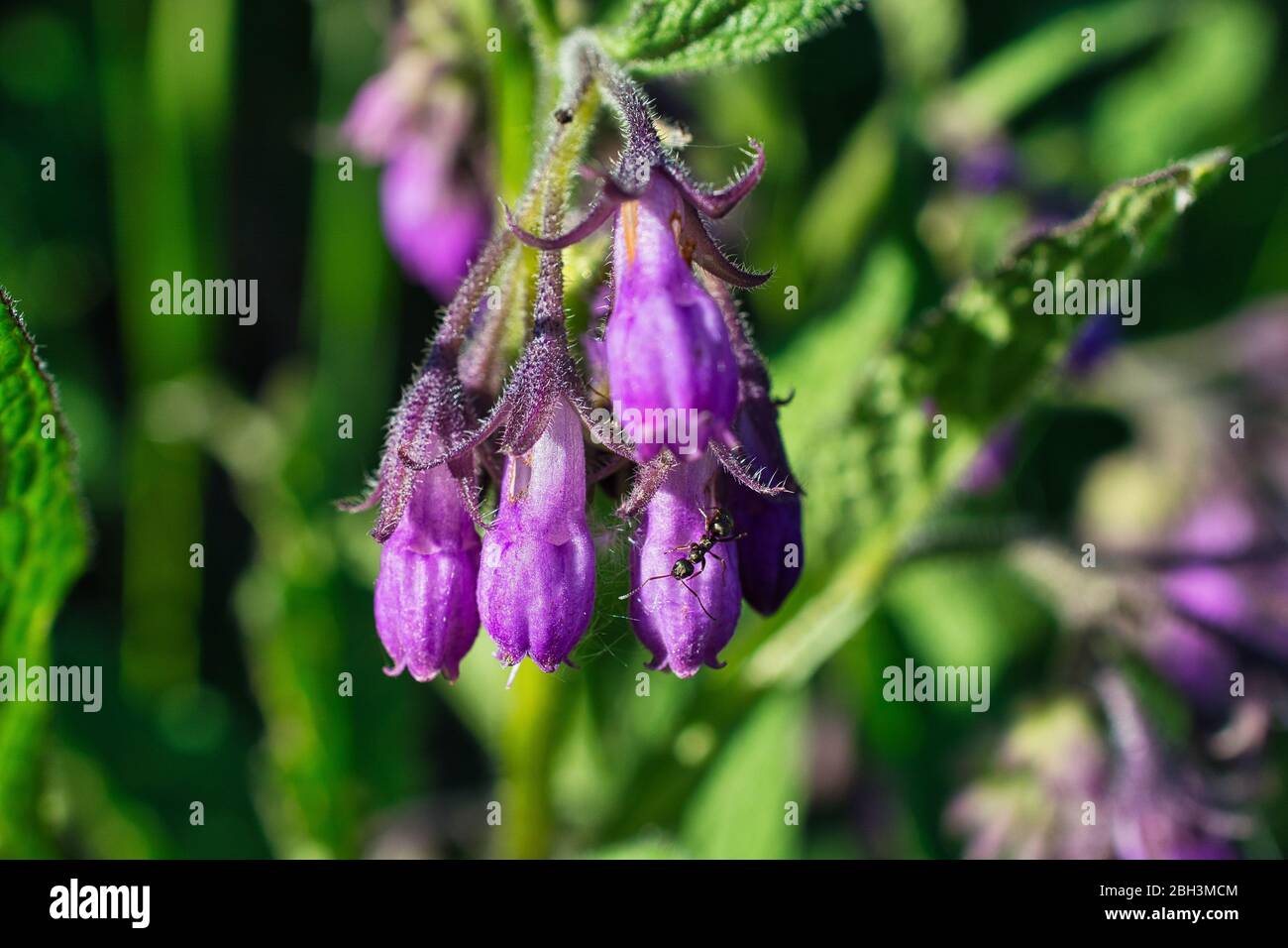 Foto soleggiate di formica su una lampadina viola primavera fiore, Mertensia genere fiore o bluebell Foto Stock