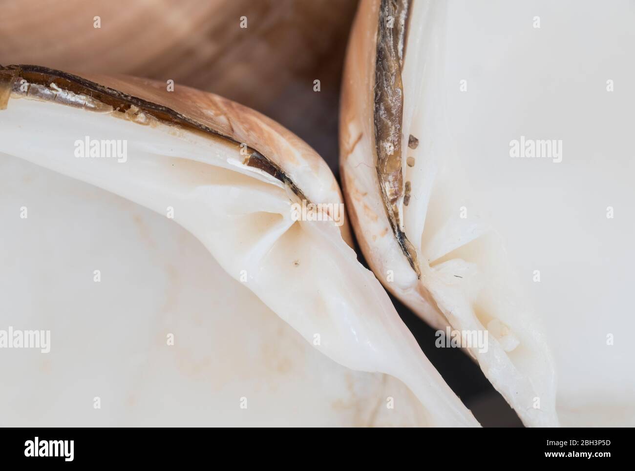 Venere marrone (Macrocallistra chione) guscio che mostra l'umbo Foto Stock