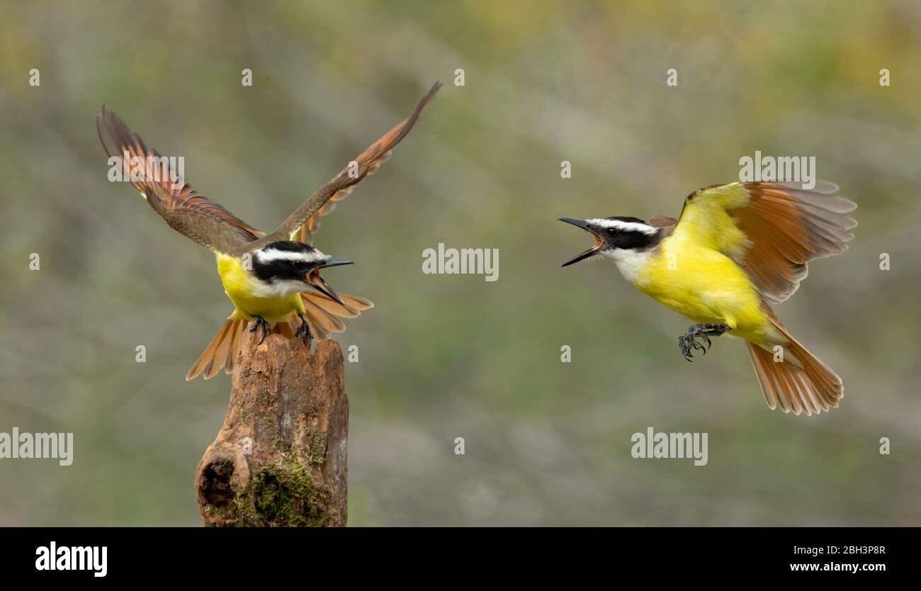 Great Kiskadee (Pitangus sulfuratus), Alamo Texas, Rio Grande Valley, USA Foto Stock