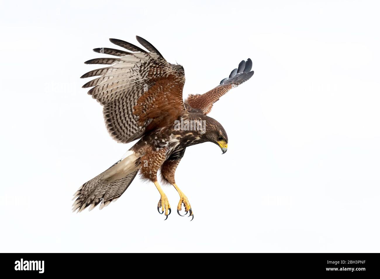 Hawk di Harris giovanile in volo (Parabuteo unicinctus), Laguna Seca Ranch, Rio Grande Valley, Texas, USA Foto Stock