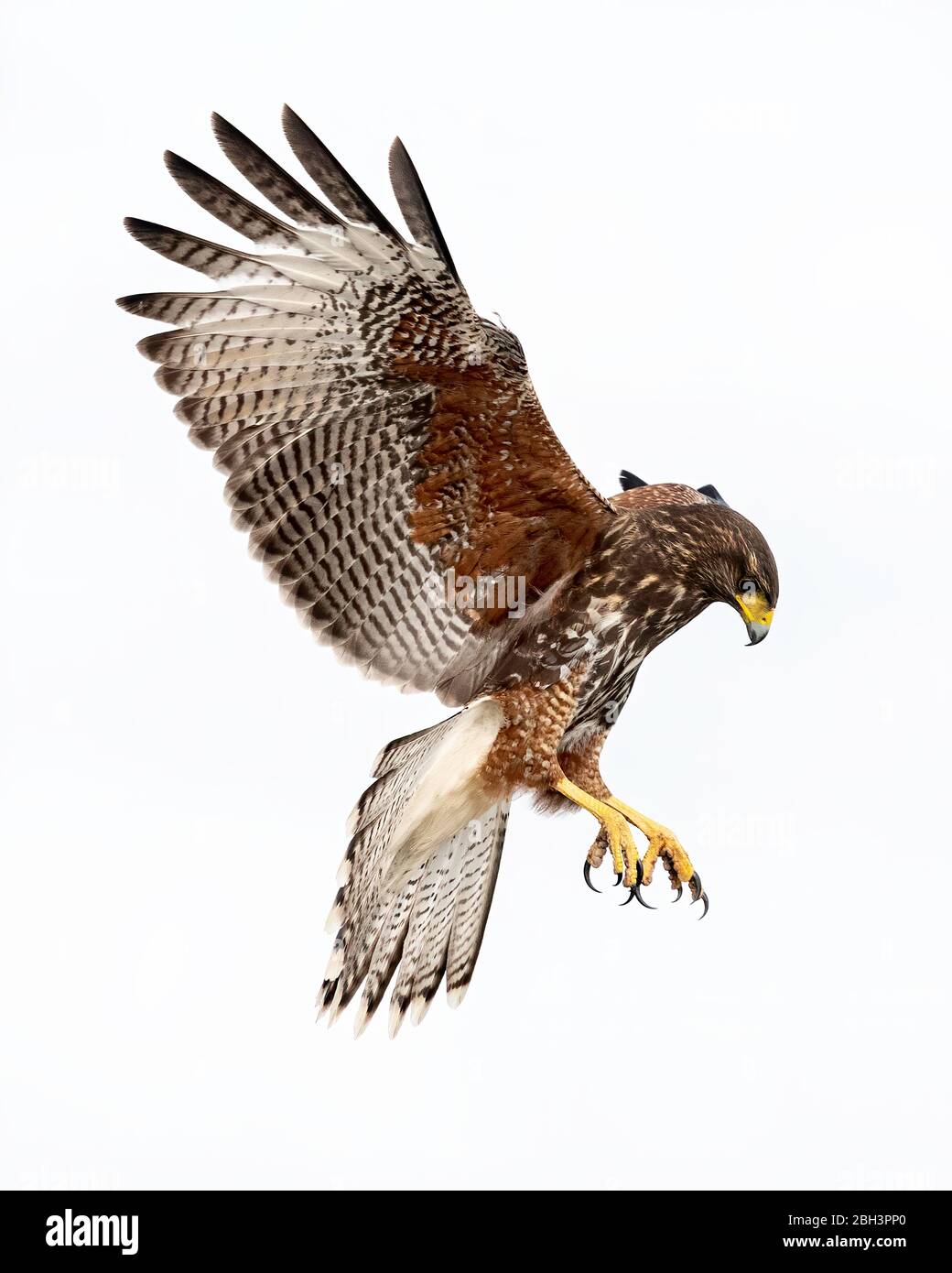 Hawk di Harris giovanile in volo (Parabuteo unicinctus), Laguna Seca Ranch, Rio Grande Valley, Texas, USA Foto Stock