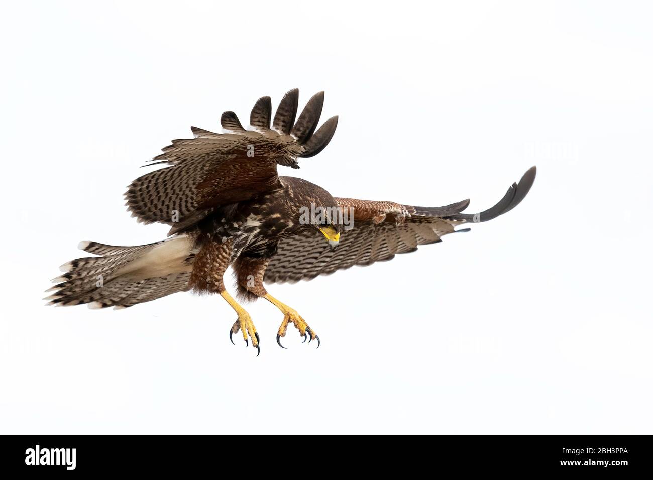 Hawk di Harris giovanile in volo (Parabuteo unicinctus), Laguna Seca Ranch, Rio Grande Valley, Texas, USA Foto Stock