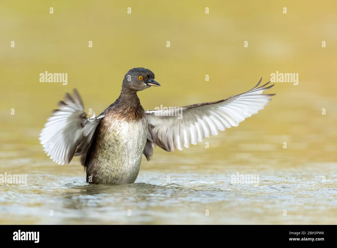 Meno Grebe (Tachybaptus dominicus) Estorio Llano Grande state Park, Rio Grande Valley, Texas, USA Foto Stock