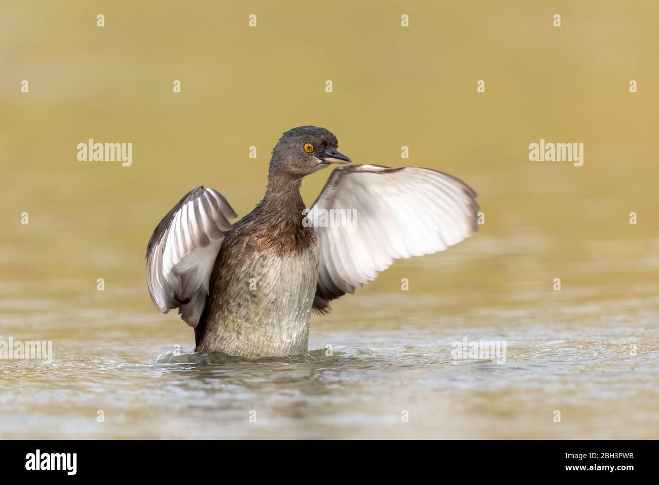 Meno Grebe (Tachybaptus dominicus) Estorio Llano Grande state Park, Rio Grande Valley, Texas, USA Foto Stock