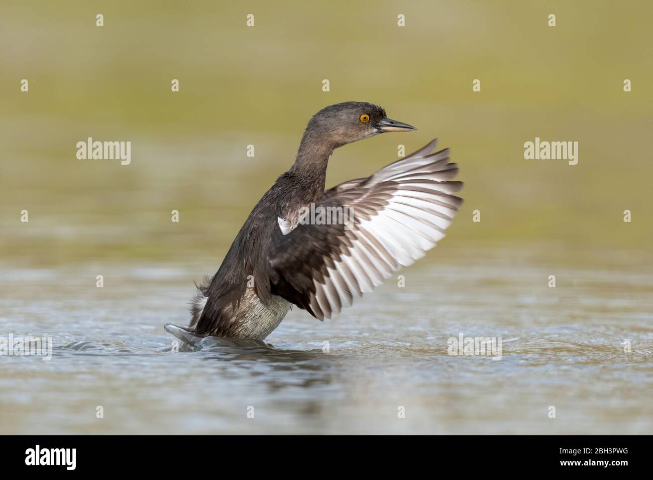 Meno Grebe (Tachybaptus dominicus) Estorio Llano Grande state Park, Rio Grande Valley, Texas, USA Foto Stock