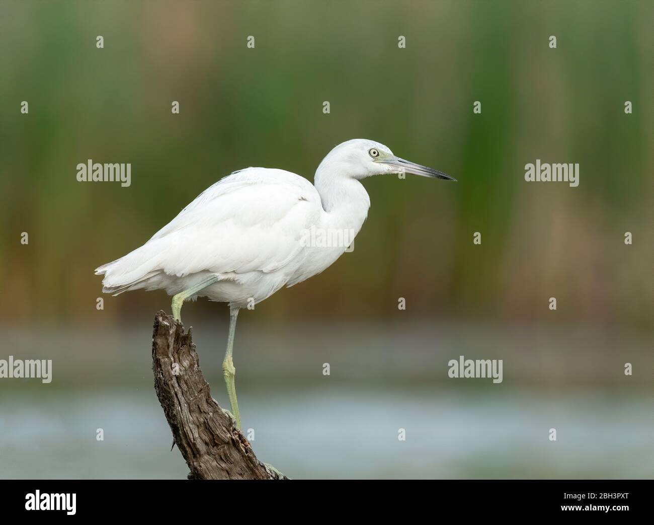 Il piccolo Erone azzurro (Egretta caerulea), è interamente bianco, somigliante all'ariete innevato Foto Stock