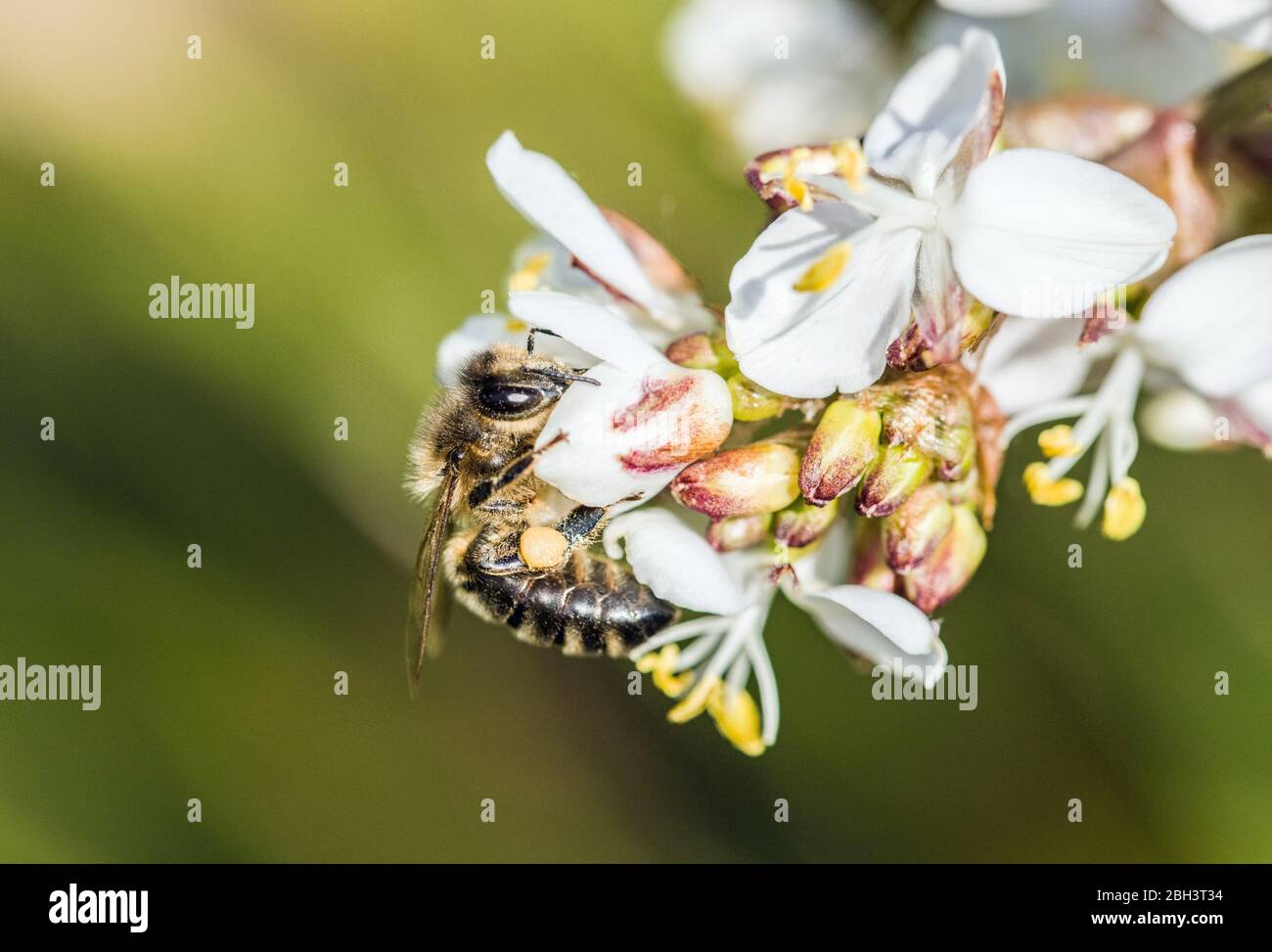 Un'ape di miele, Apis mellifera, appesa quasi capovolta su un mazzo di piccoli fiori bianchi su un cespuglio di giaponica Pieris in aprile Foto Stock