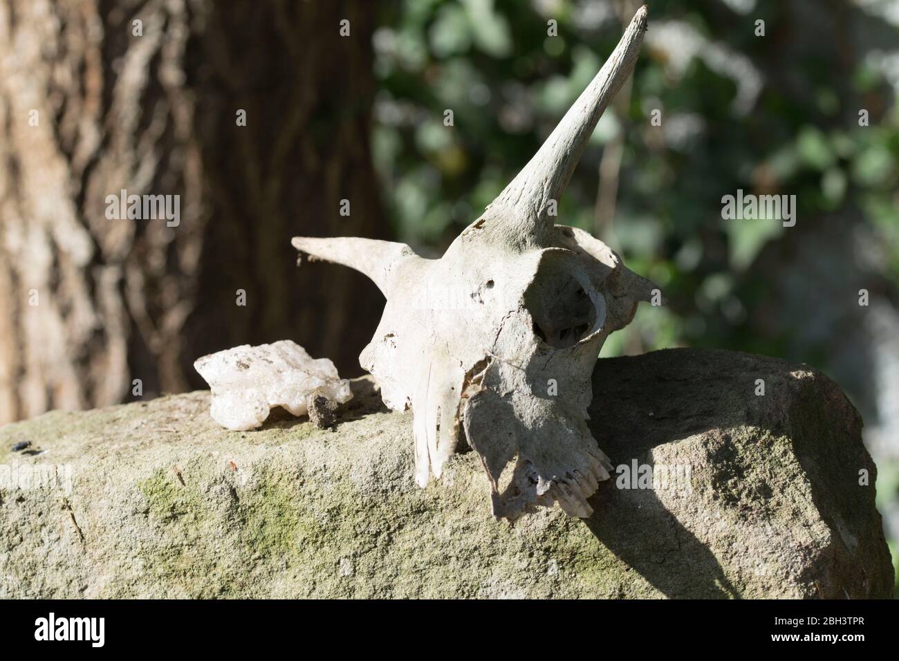 Abilità capra su Standing Stone Foto Stock