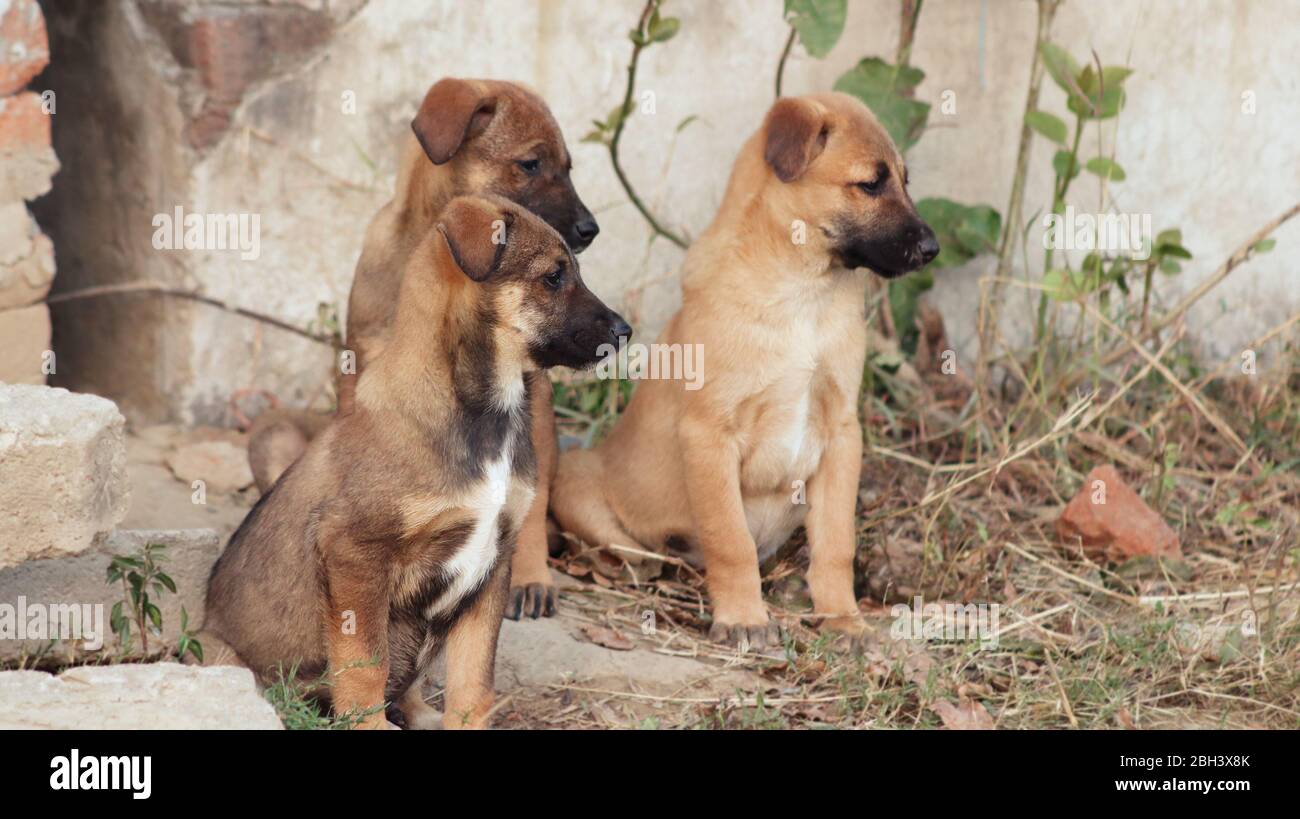 Tre cani piccoli seduti insieme Foto Stock