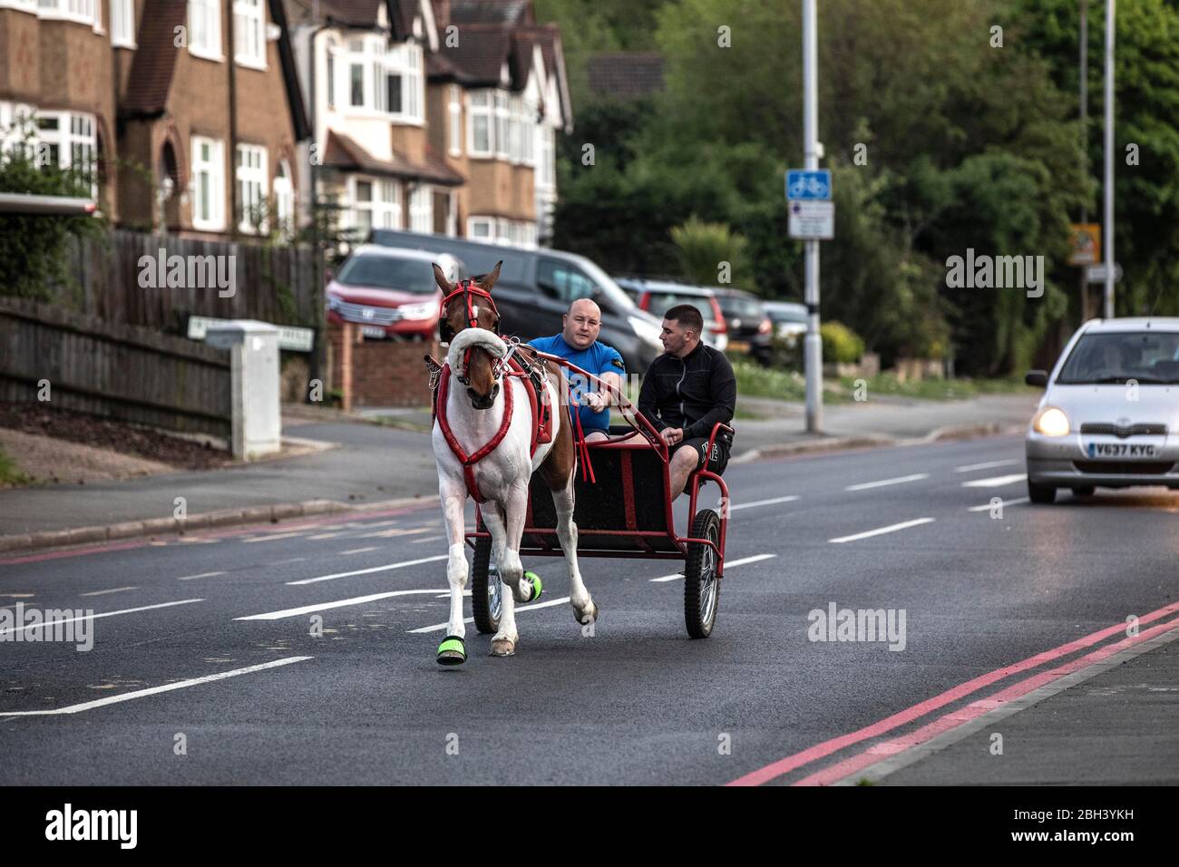 Horse Cart Racers a Chessington, Surrey prendere un percorso diverso la sera mentre addestrando i loro cavalli sulle strade pubbliche sono vuoti durante il blocco Coronavirus in Inghilterra, UK Surrey, Inghilterra, UK 23 aprile 2020 Credit: Jeff Gilbert/Alamy Live News Foto Stock