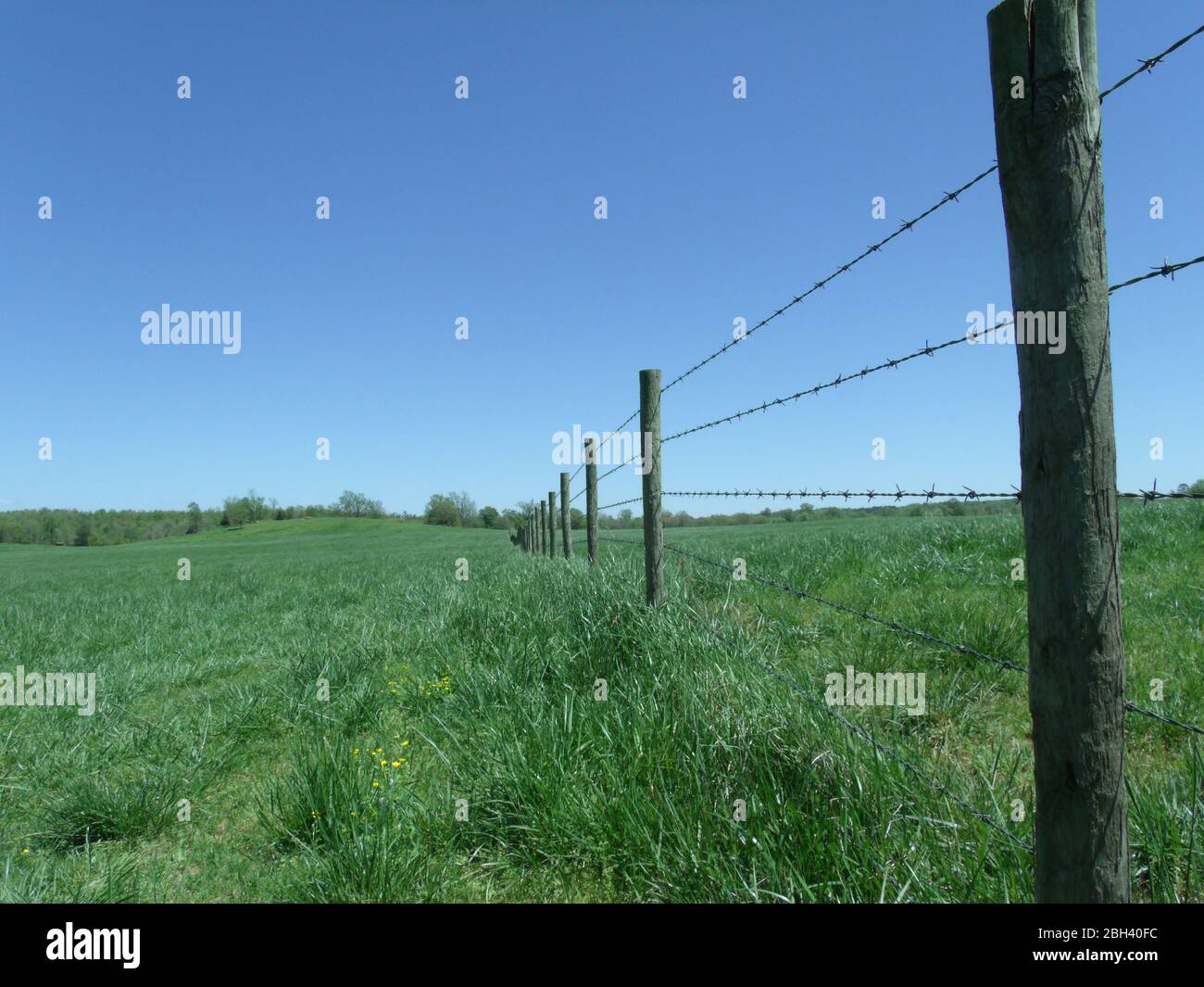 Una vista prospettica di una recinzione di filo spinato che si estende in distanza in erba verde lunga Foto Stock