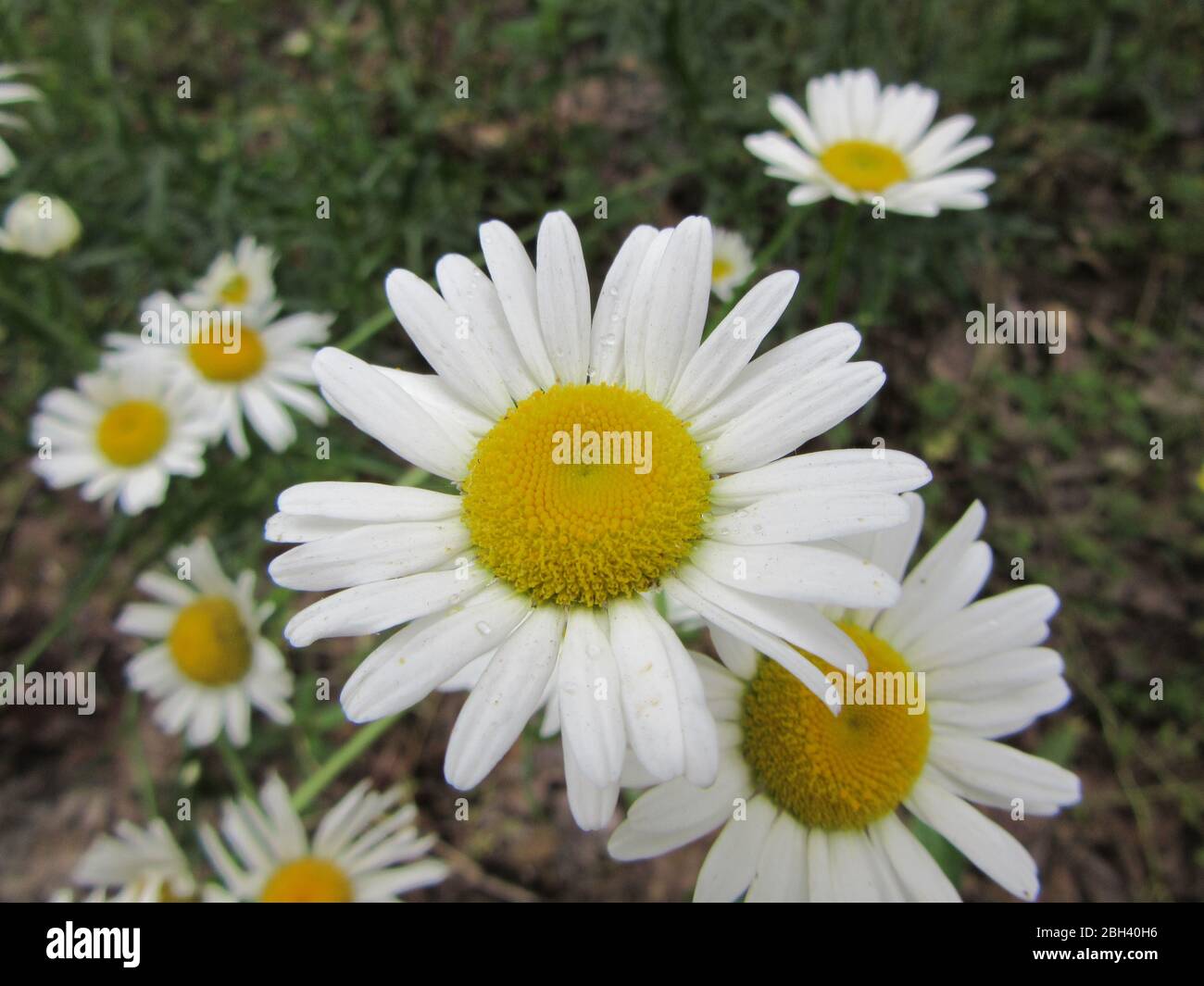 In primavera, in un prato di campagna crescono e fioriscono margherite selvagge Foto Stock