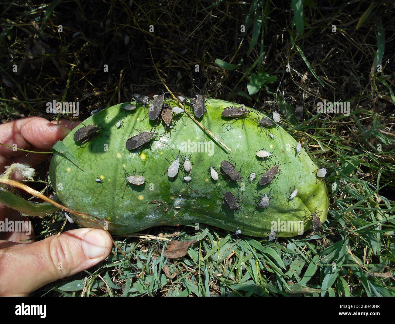 I bug di squash che hanno invaso un giardino visto su un melone Foto Stock