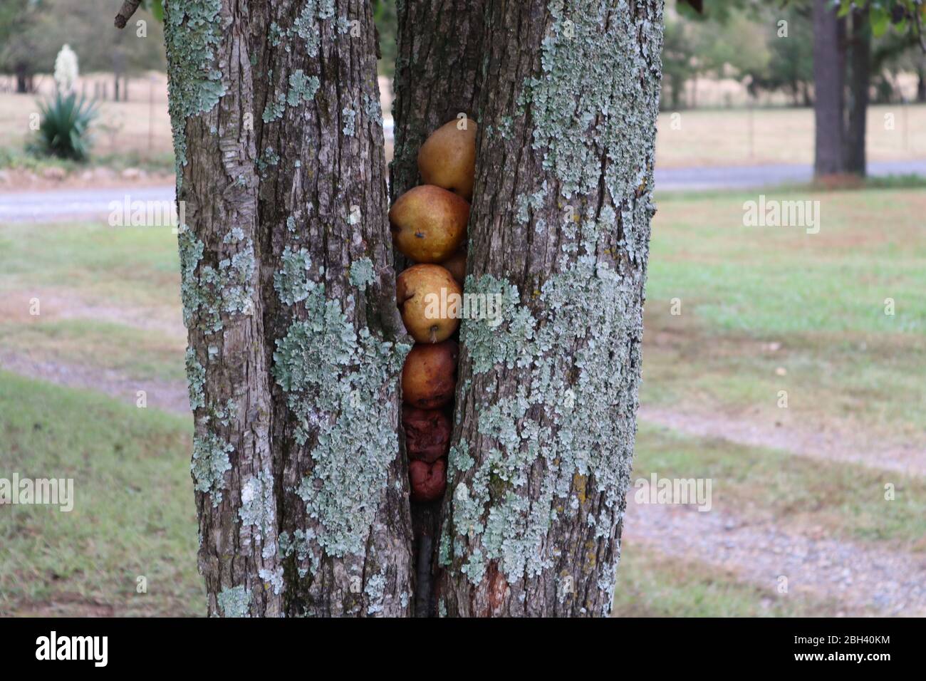 Pere incastrate nel cavallo di un albero, impilate, in vari stadi di freschezza e decomposizione, su uno sfondo di bokeh sfocato Foto Stock