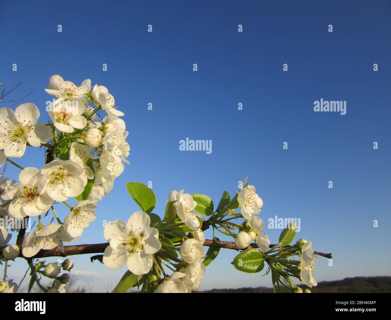 I fiori bianchi di un albero di pera sono contrastati contro un cielo blu profondo della molla Foto Stock