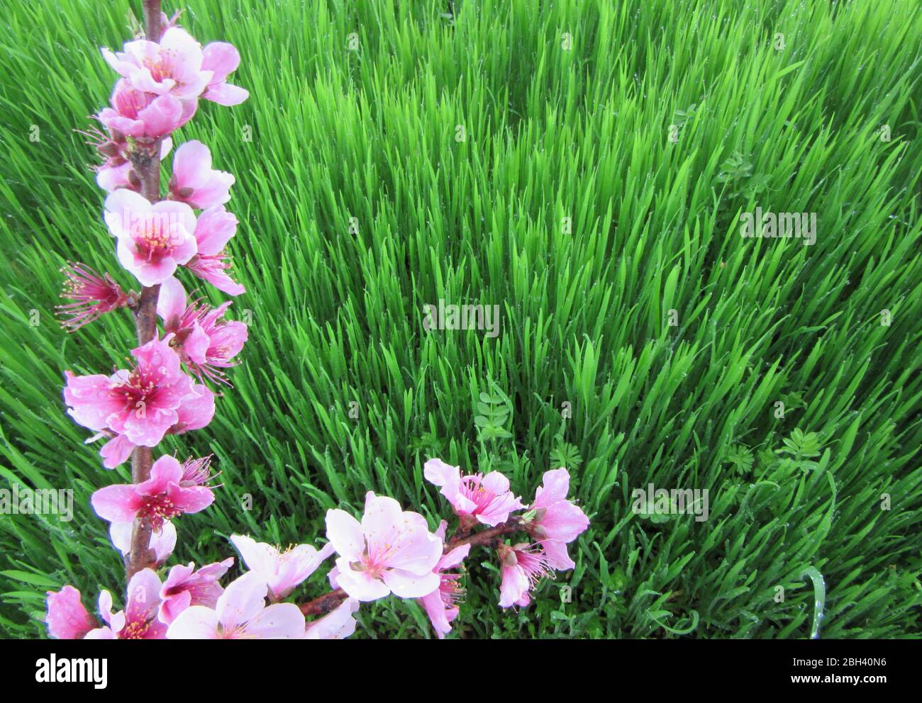 Lussureggiante e vibrante erba primavera verde è incorniciato e delimitato da fiori di pesca in fiore Foto Stock