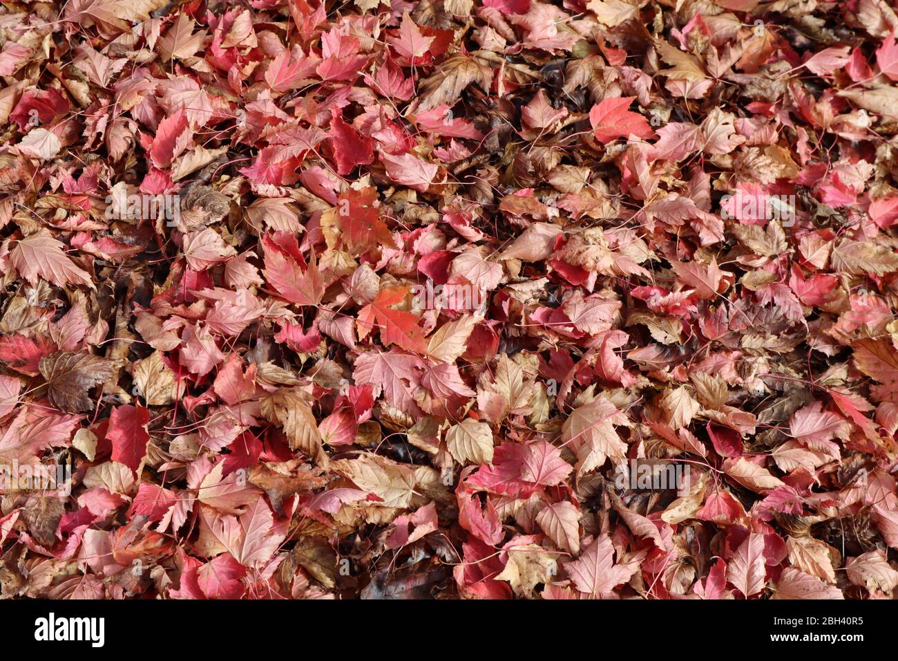 Folta pila di foglie di acero caduto sparse in autunno a Janssen Park, Mena, Arkansas vicino Rich Mountain Foto Stock