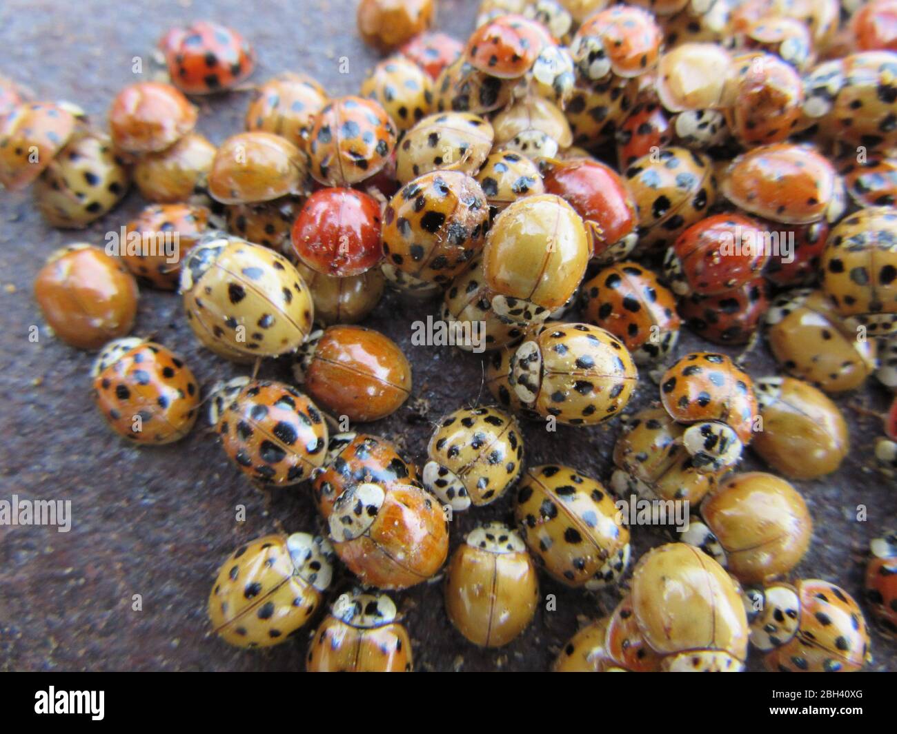 Un gruppo, chiamato anche loveliness, di ladybugs multicolore, chiamato anche ladybirds e coleotteri asiatici, rosso, giallo e arancione Foto Stock