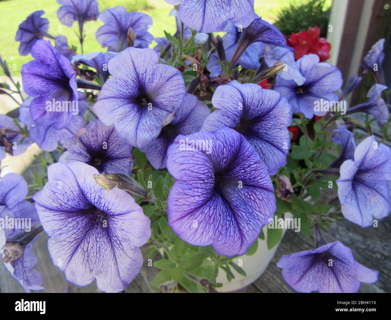 Un bel gruppo di fiori di petunia viola luminosi e colorati mostra il suo colore radioso nei primi mesi estivi Foto Stock