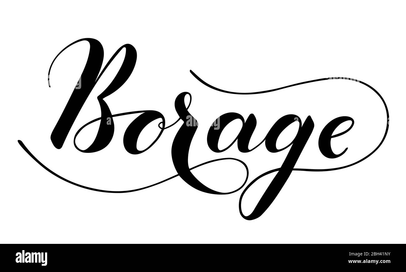 Testo di borragine scritto a mano vettoriale isolato su sfondo bianco. Cucina erbe sane e spezie per cucinare. Sceneggiatura spazzhpen scritta con fiori. Scrittura a mano per banner, poster, etichetta del prodotto Illustrazione Vettoriale