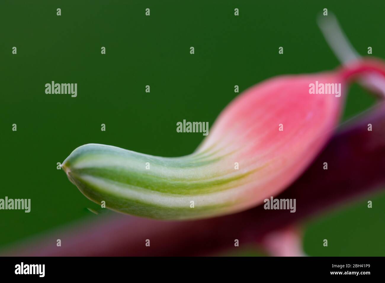 Macro fioritura tubolare di una pianta succulenta con fondo verde Foto Stock