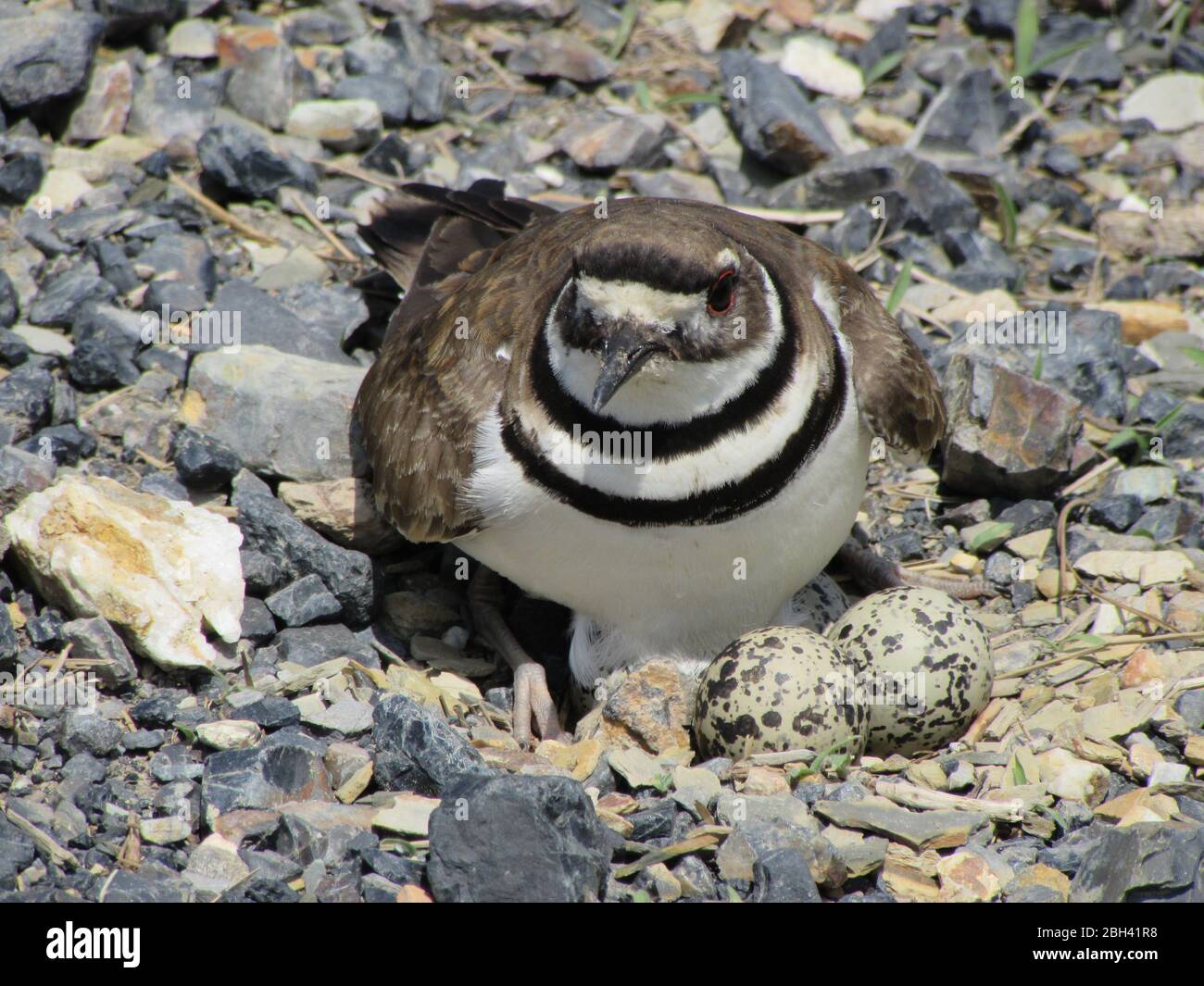 Un uccello della famiglia degli uccelli, una uccisore, protegge le uova nel suo nido sul bordo di una strada di ghiaia rurale Foto Stock