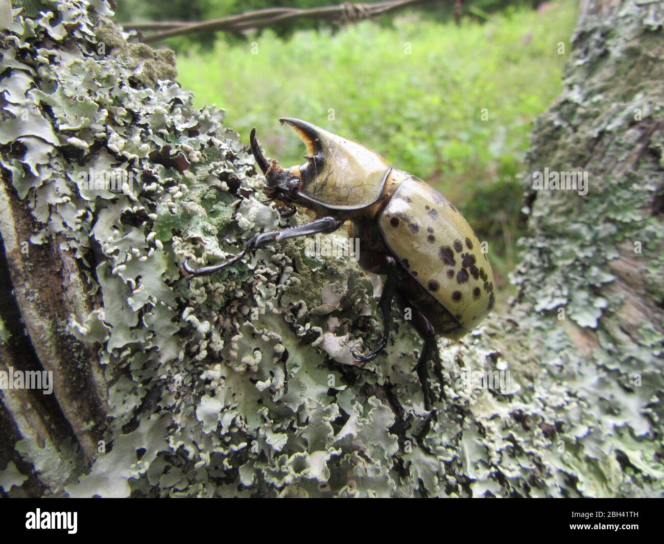 Primo piano di un scarabeo rinoceronte che sale su un ramo di albero, coleottero cornato Foto Stock
