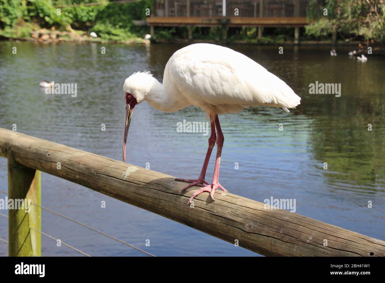 Una bella Spoonbill Africana nel santuario di volo gratuito Birds of Eden, situato nei Crags vicino a Plettenberg Bay, Sudafrica, Africa. Foto Stock