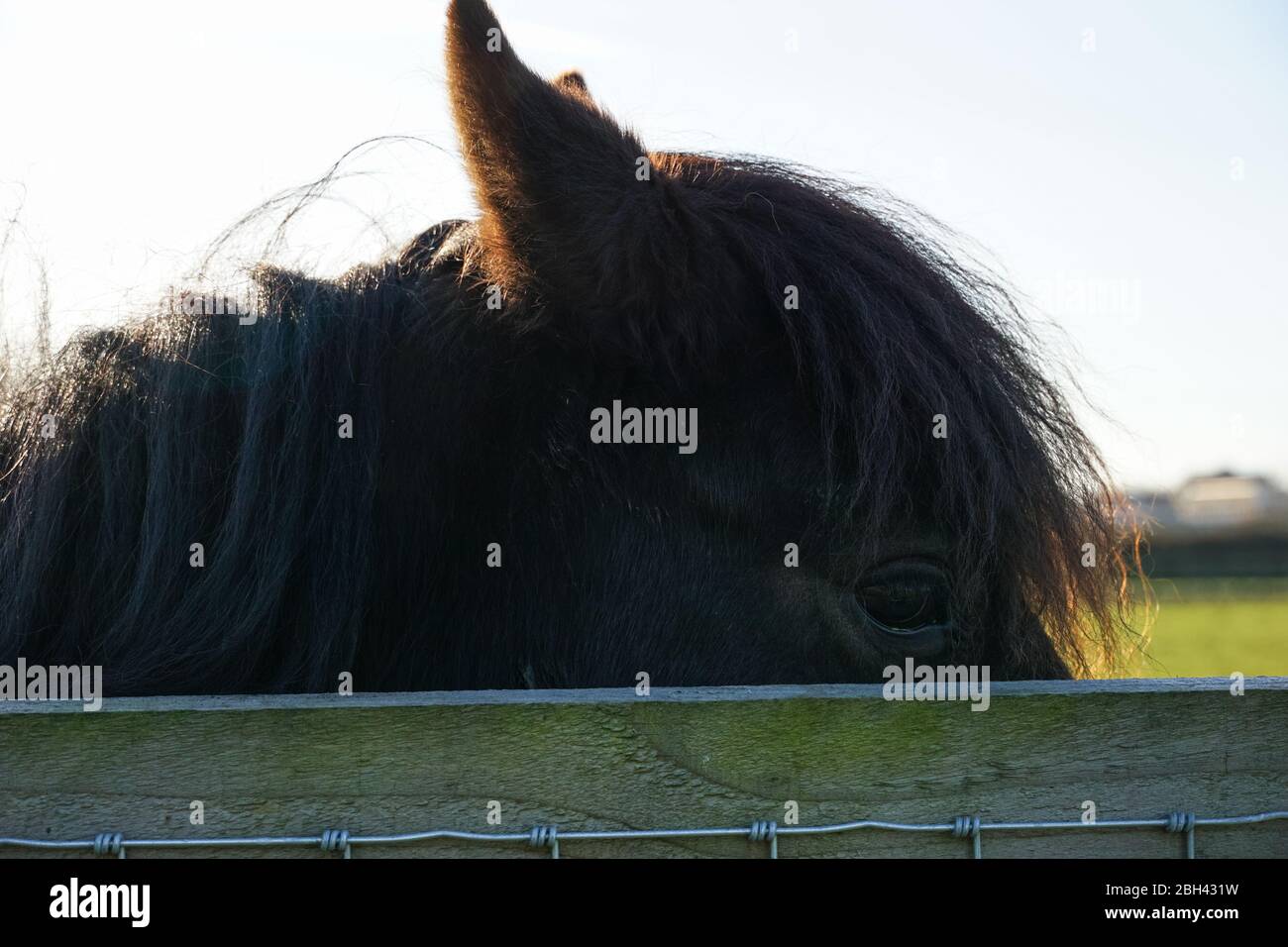 Cavallo su un pascolo dietro recinzione di legno Foto Stock