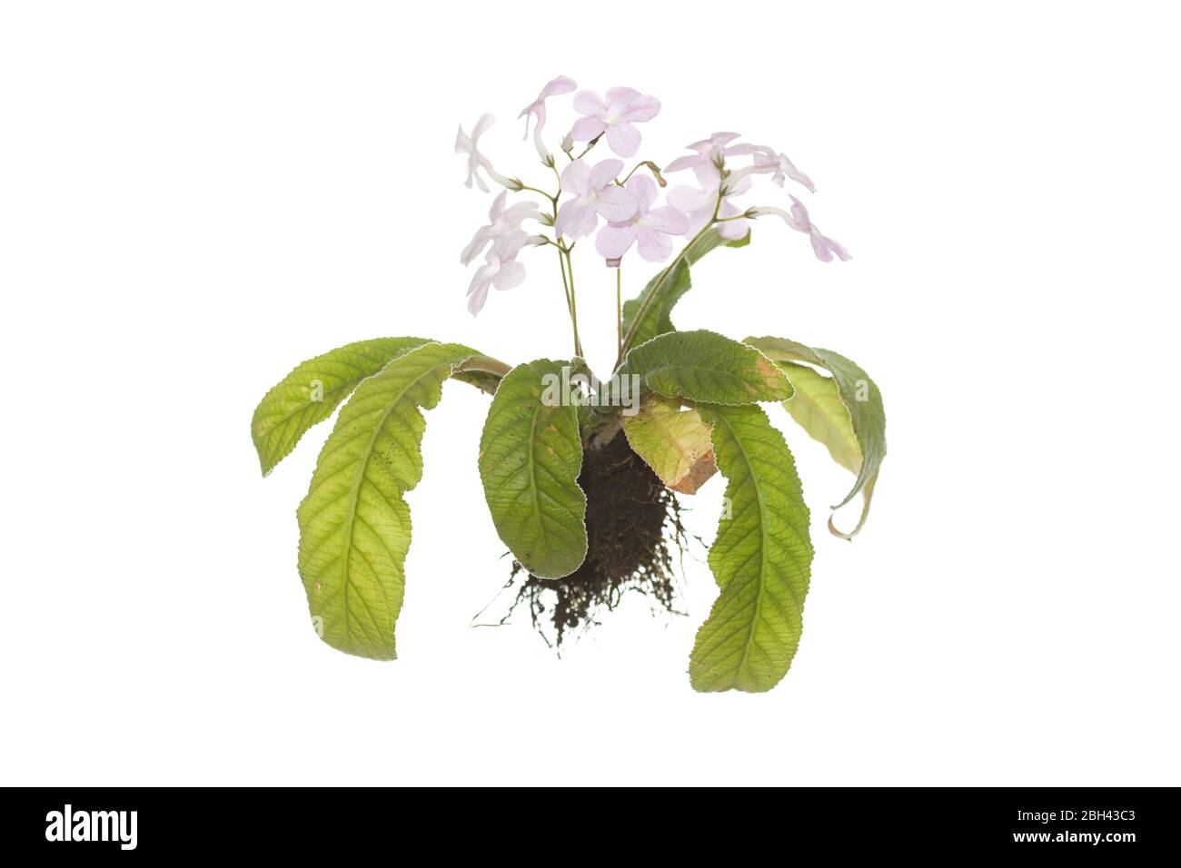 pianta intera fiorita di streptocarpus con radici su fondo bianco isolato Foto Stock