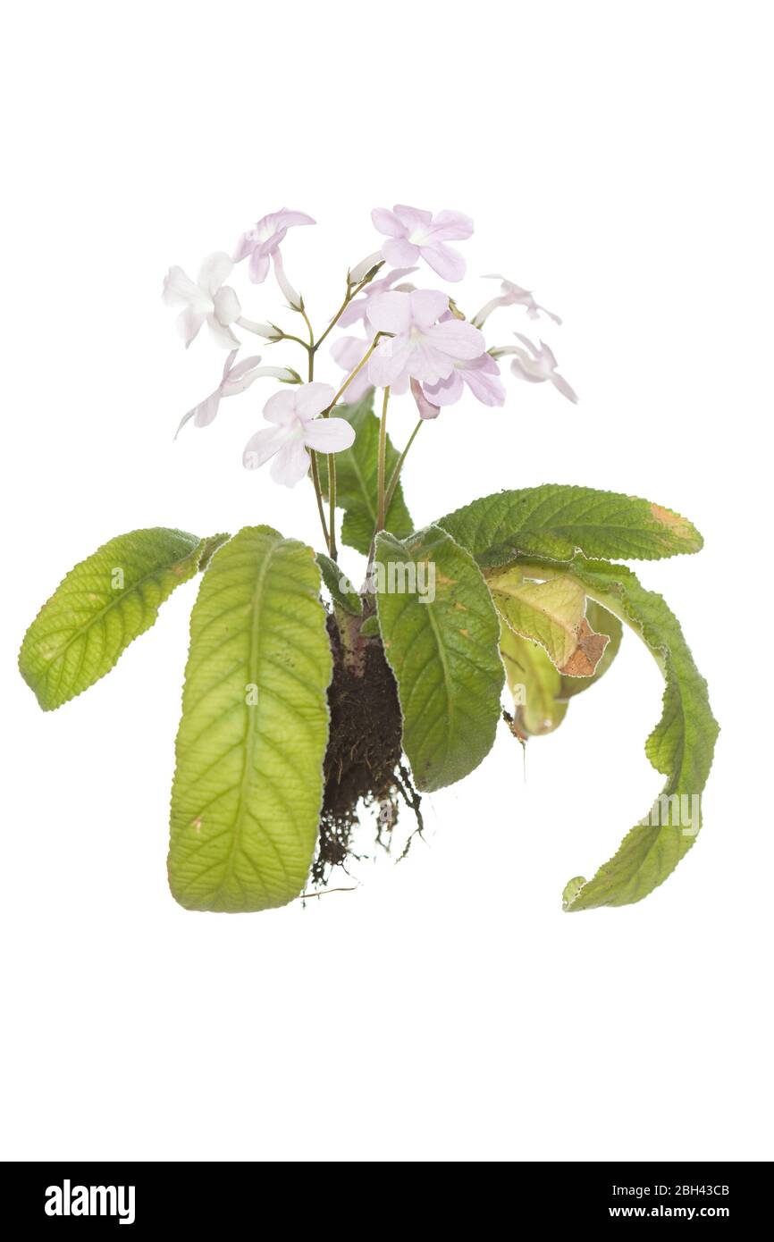 Pianta di Streptocarpus fiorita intera con radici su fondo bianco isolato Foto Stock
