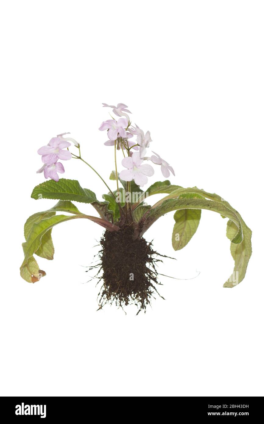 Pianta intera di streptocarpus con radici su fondo bianco isolato Foto Stock