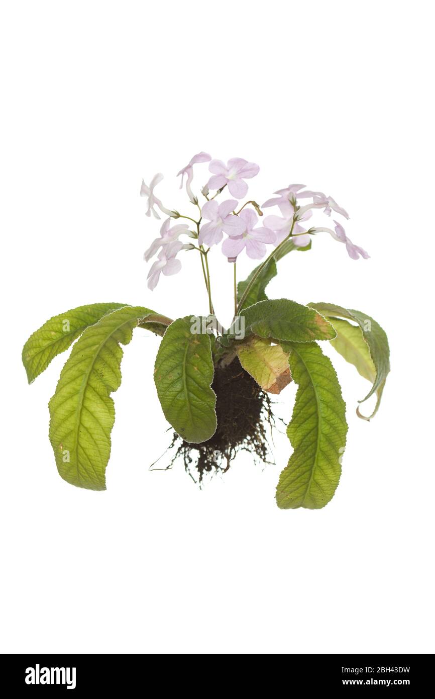Pianta di Streptocarpus intera con radici su fondo bianco isolato Foto Stock