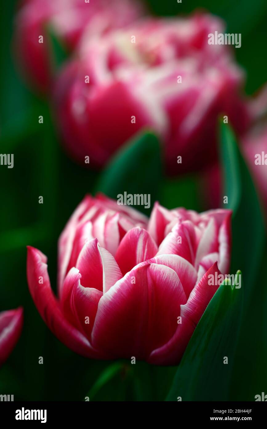 Tulipa sogno touch,rosa bianco doppio fiori, peonia come tulipano, fioritura, tulipani, tulipano, fiore doppio, RM floreale Foto Stock