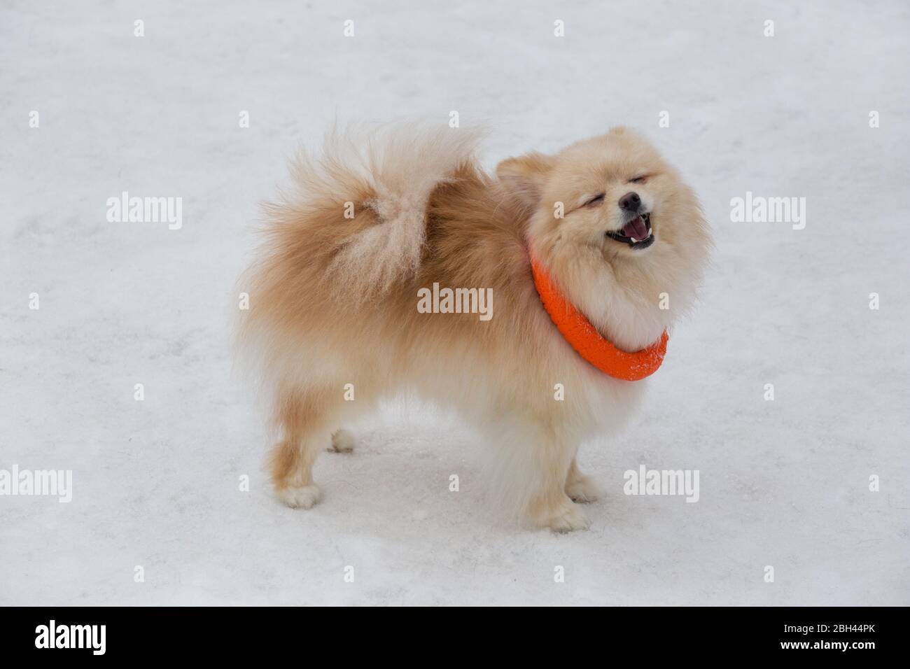 Il cucciolo di spitz, un pomerano, è un cucciolo di spitzola rosso che gioca con il suo giocattolo nel parco invernale. Deutscher spitz o zwergspitz. Animali domestici. Foto Stock