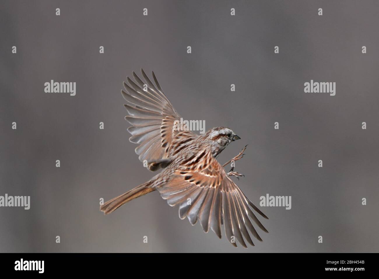 Song Sparrow in flight wings open Foto Stock