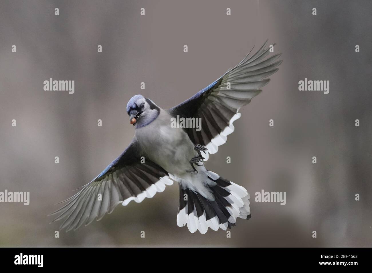 Blue Jay primo piano in volo con colori bellissimi Foto Stock