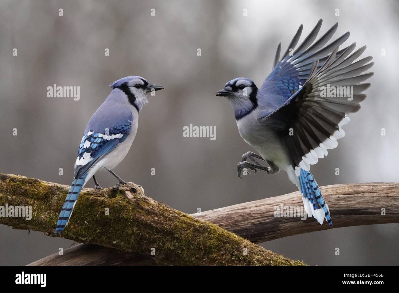 Blue Jay primo piano in volo con colori bellissimi Foto Stock