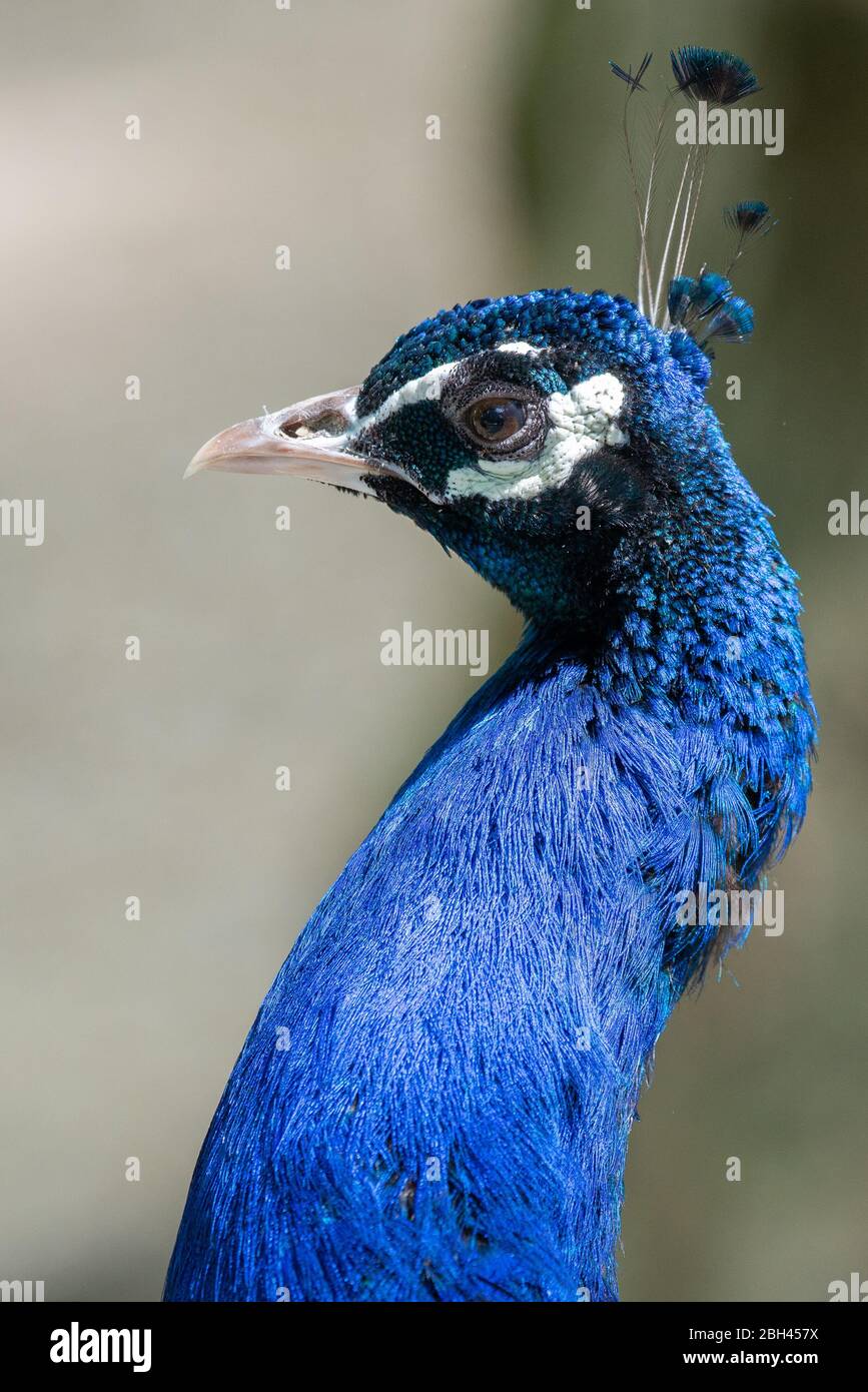 Peacock testa ritratto. Primo piano, bella faccia di pavone. Foto Stock