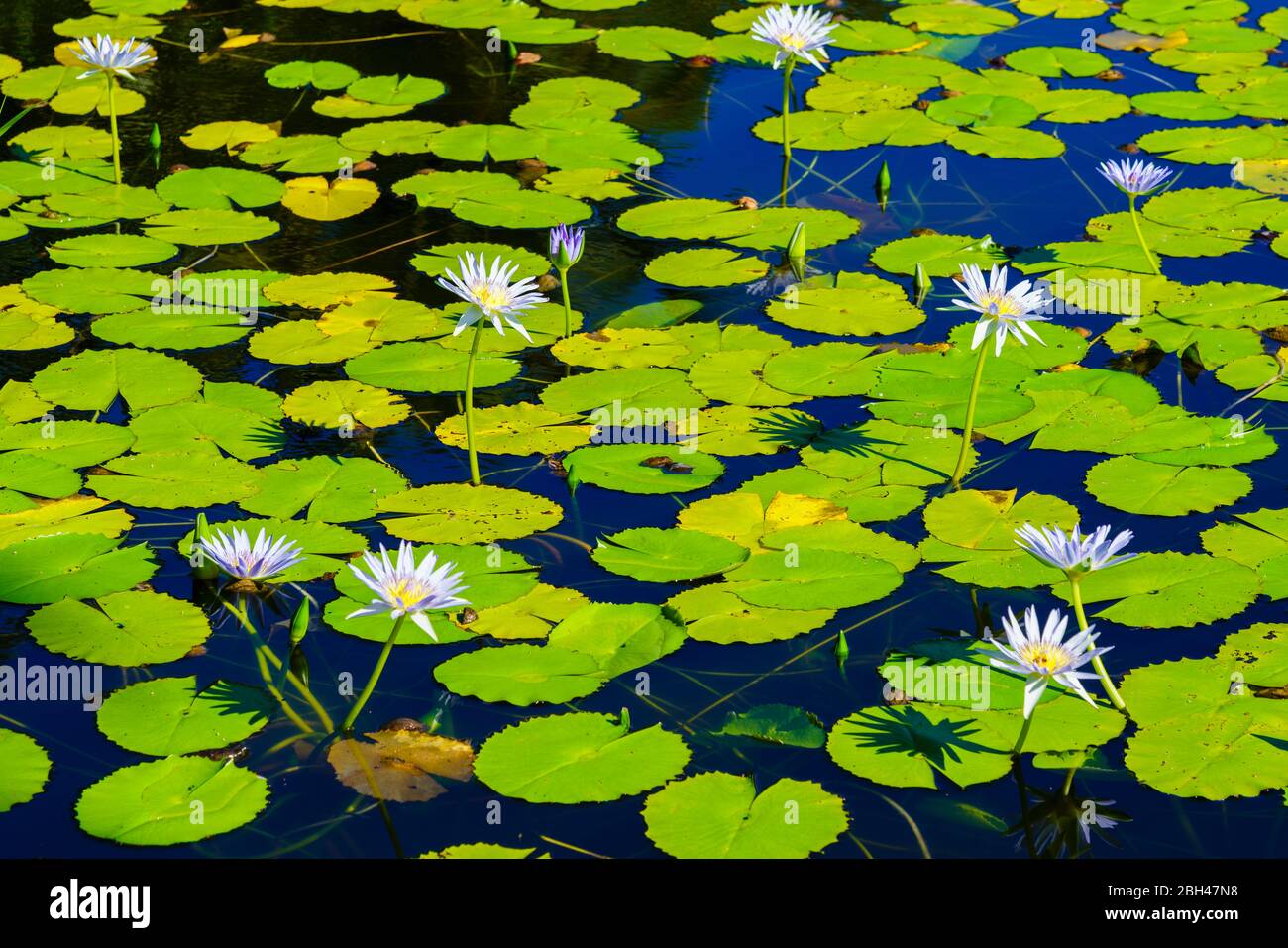 Fioritura di gigli d'acqua in stagno salmastro a Kahalu'u Black Sand Beach in Hawaii. Foto Stock