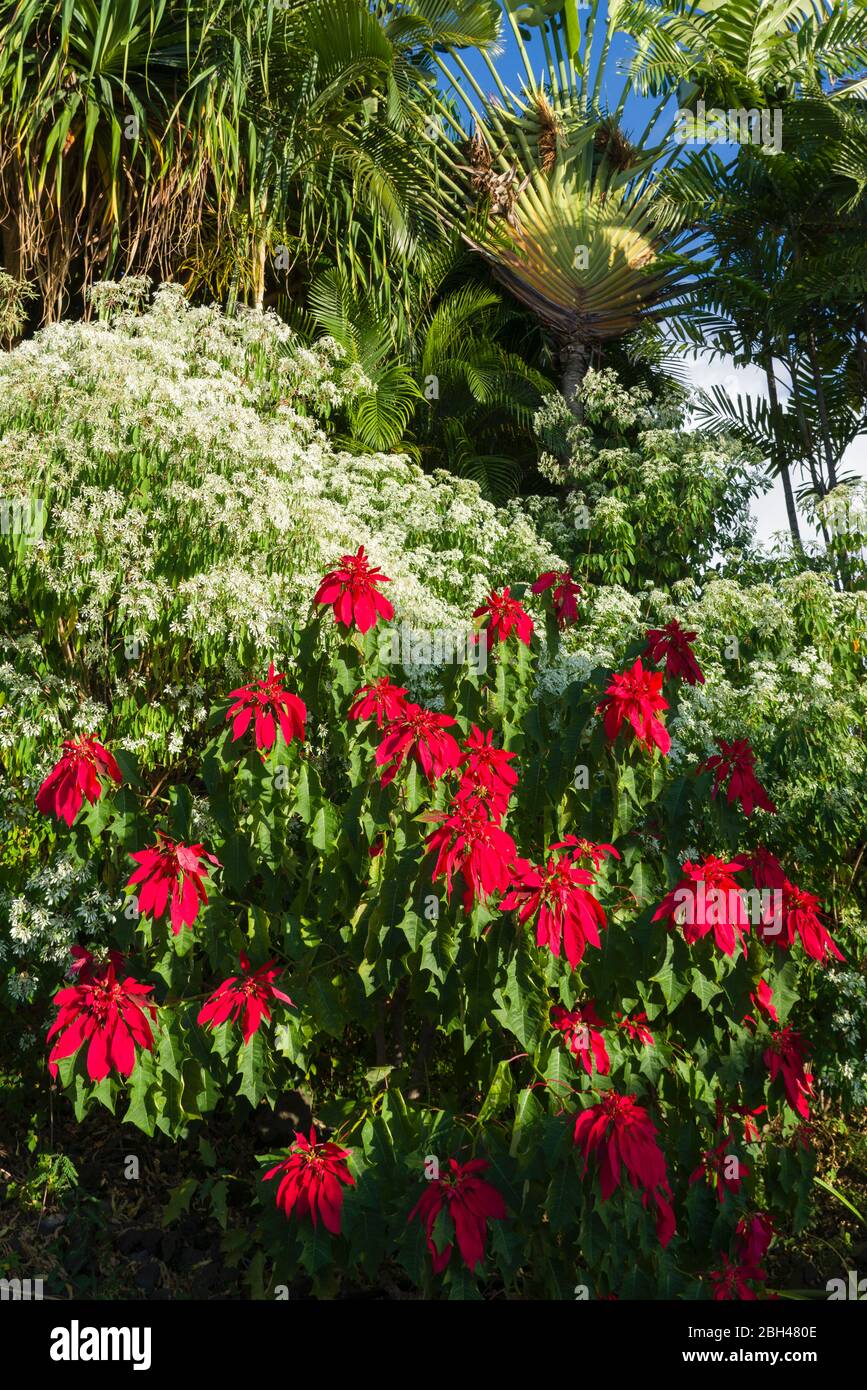 Poinsettia (Euphoria pulcherrima), neve sull'arbusto di montagna (Euphoria marginata) e palma del viaggiatore (Ravenela madagascariensis) a Kona Sud, HI Foto Stock