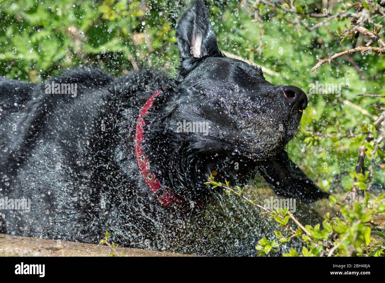 Ritratto di un Labrador nero bagnato che scuote l'acqua mentre si trova in un canale d'acqua Foto Stock