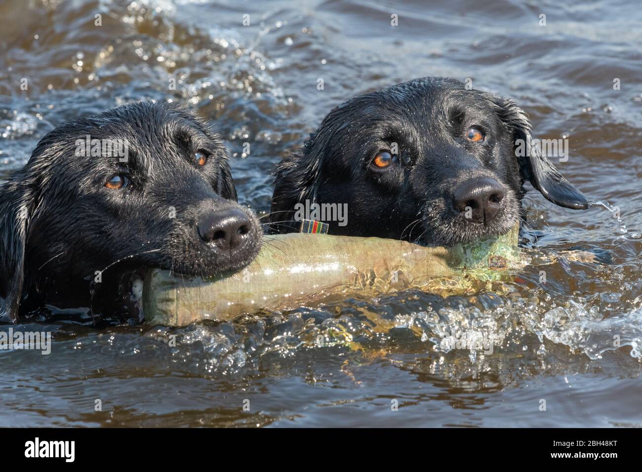 Due Labrador neri che recuperano insieme un manichino di addestramento Foto Stock