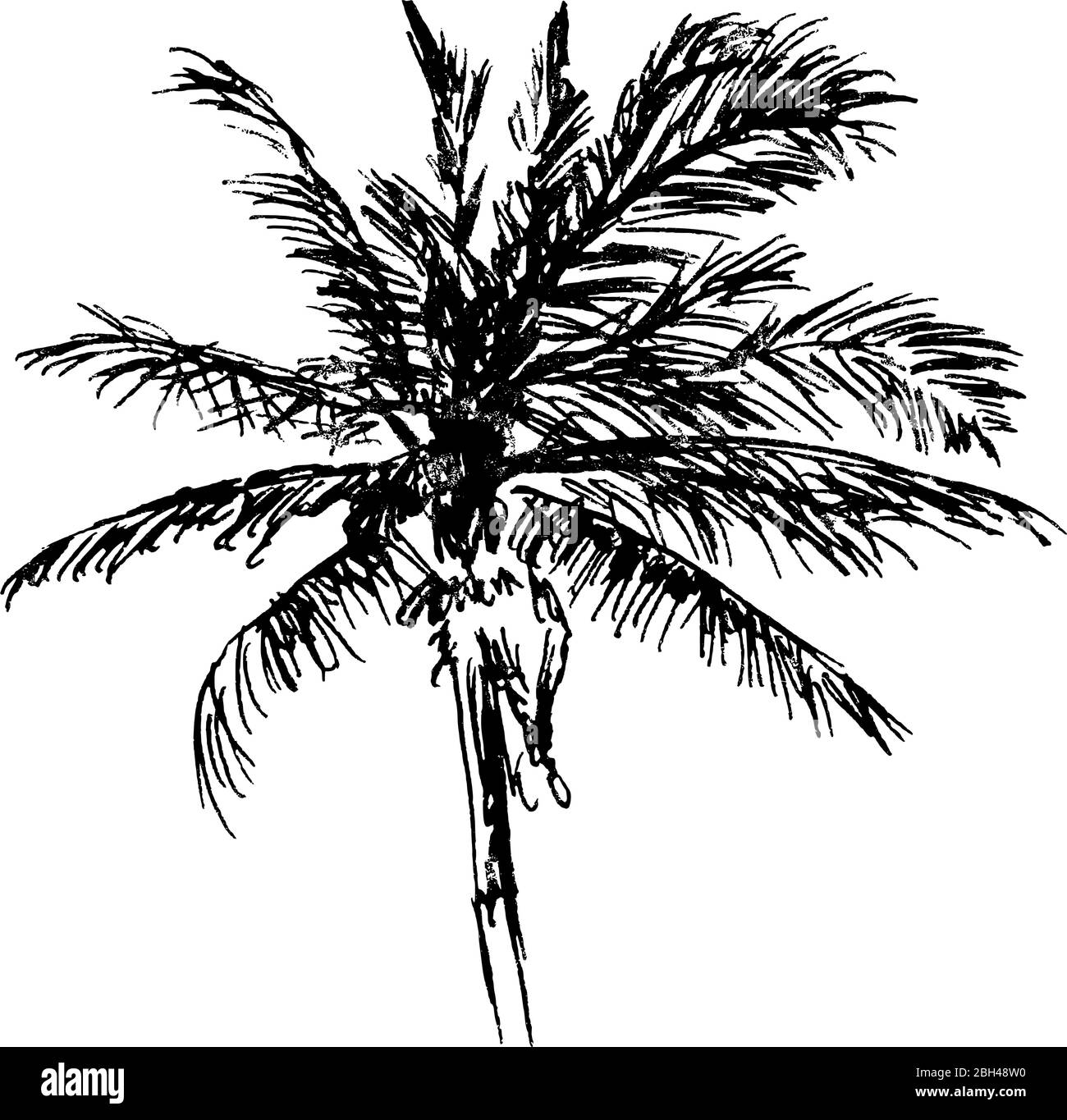Disegno a inchiostro di un albero di palma - disegno vettoriale naturalistico in bianco e nero Illustrazione Vettoriale