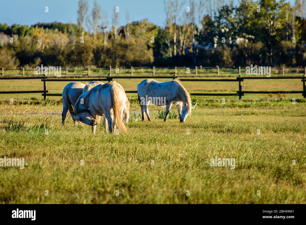 Cavalli alla luce del sole mangiare erba (Aiguamolls d'Emporda Natural Park, Catalogna, Spagna). Foto Stock