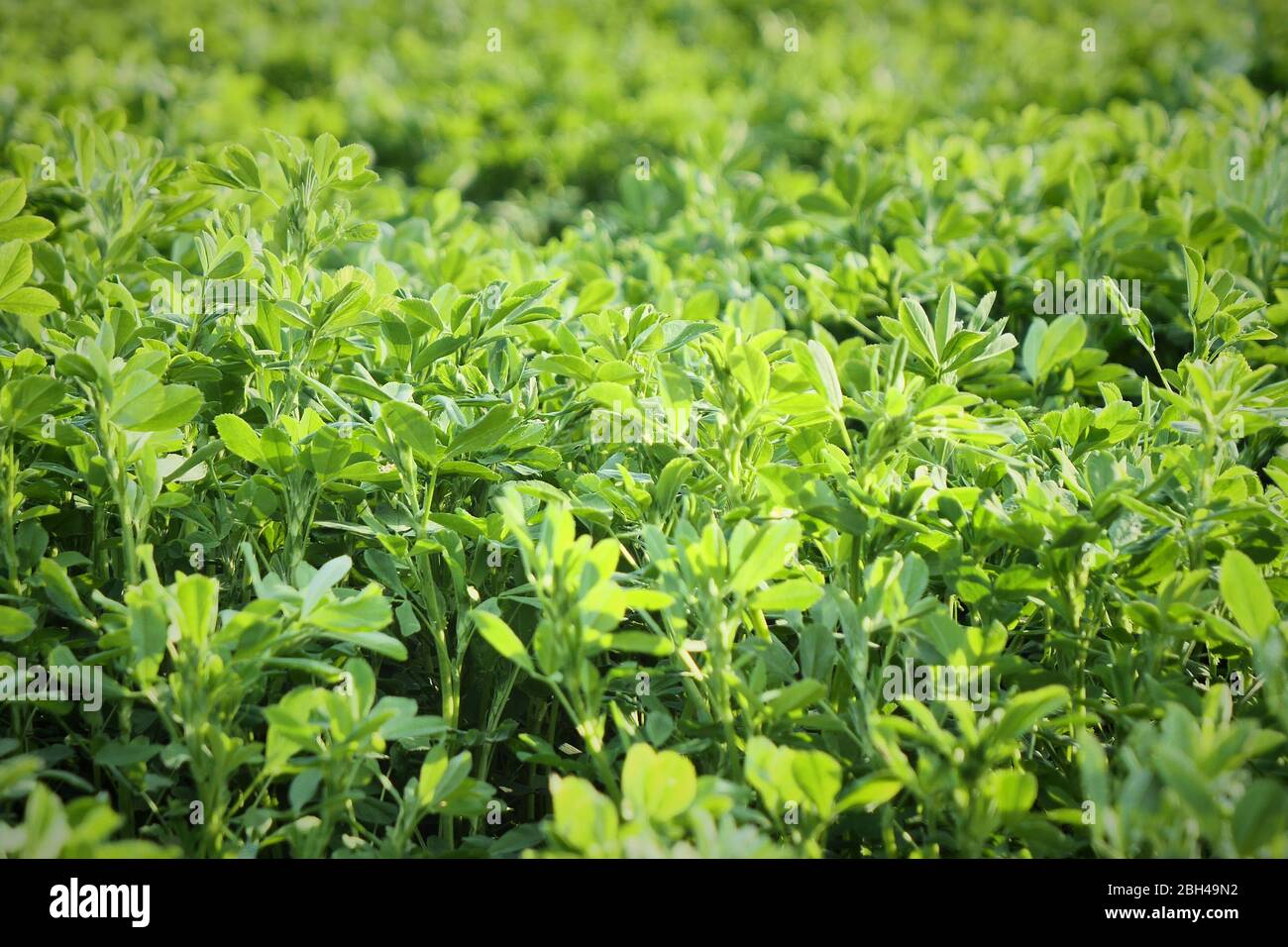 Piante di erba medica o di erba medica sativa, pianta fioritura perenne Foto Stock