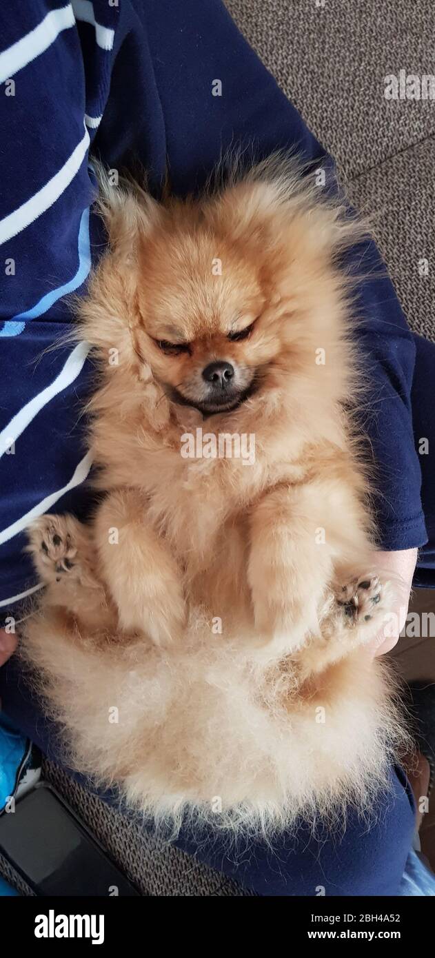 Carino marrone Puppy Pomerania spitz che dorme zampe in su. Nelle mani del proprietario. Fotografia mobile Foto Stock