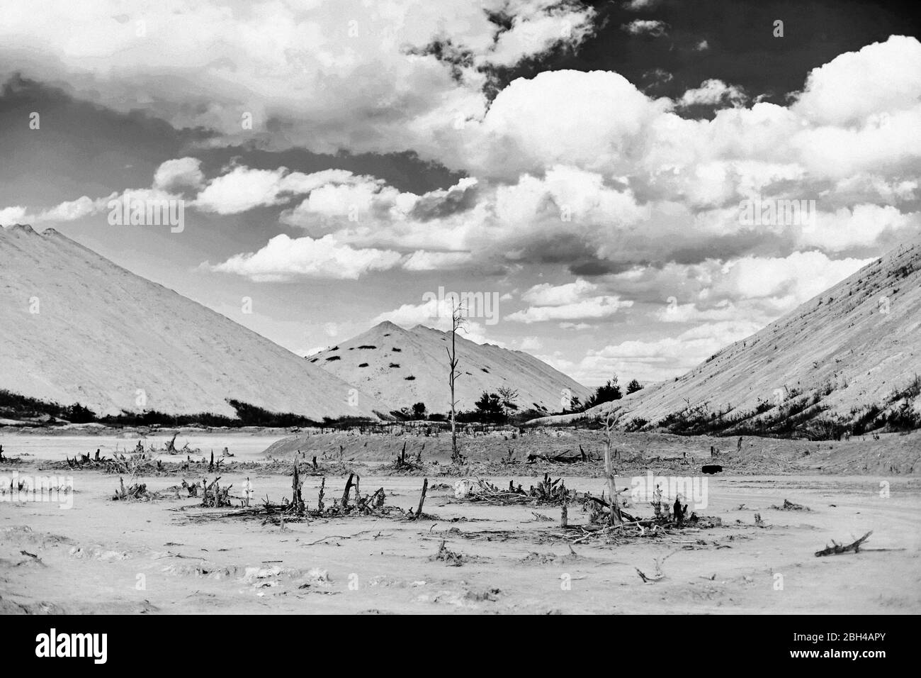 Bianco e nero di paesaggio desertico salato con piante morte Foto Stock