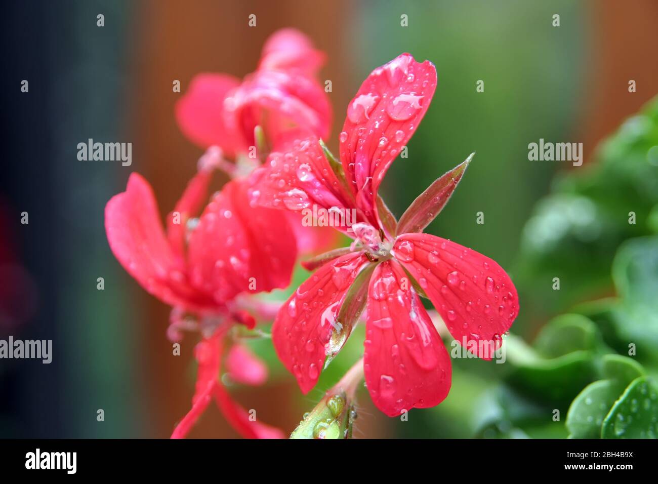 Fiore dopo la pioggia. Fiore con gocce di pioggia. Fiore sotto la pioggia. Foto Stock
