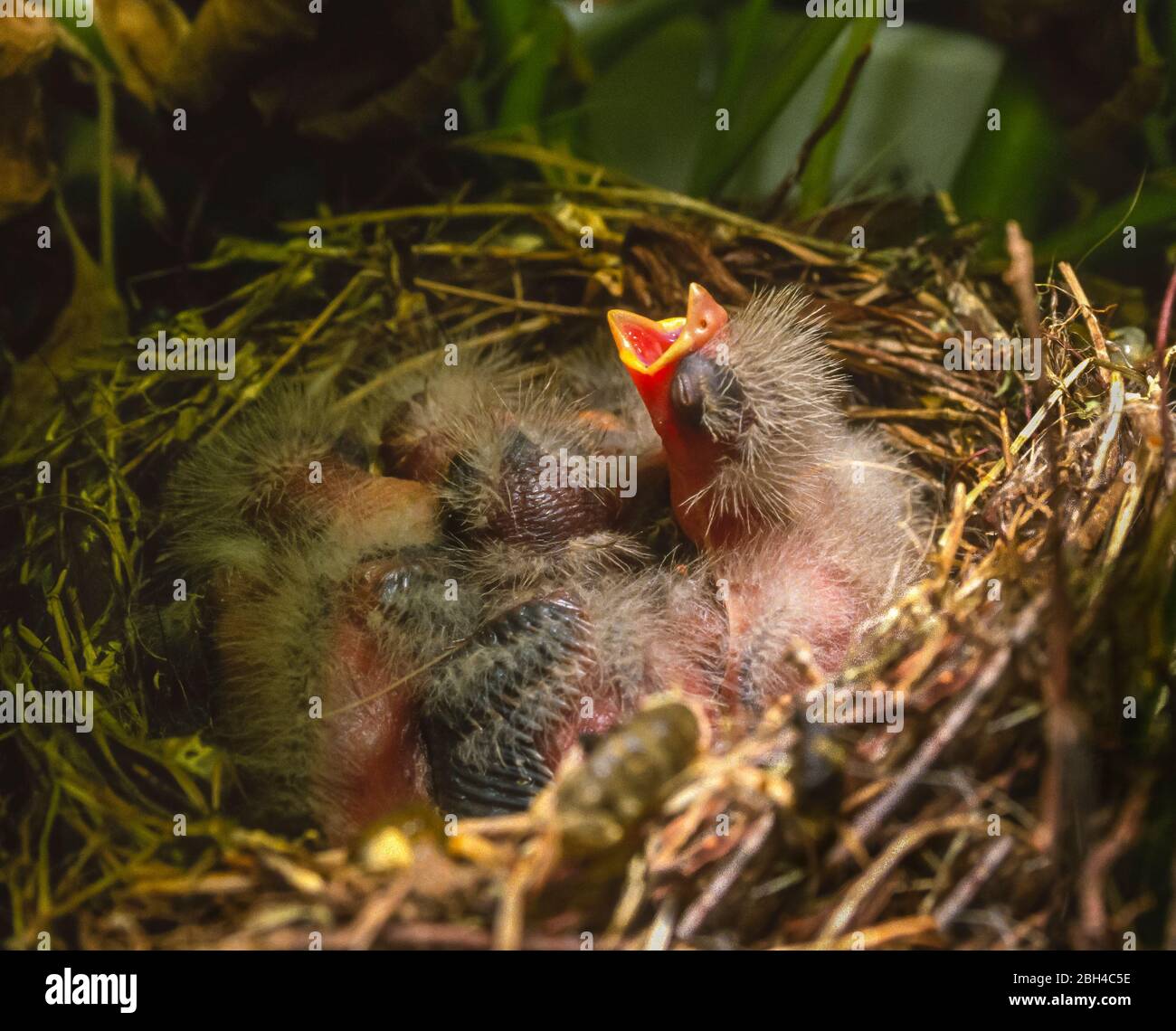 VIRGINIA - nuovo uccello del bambino covato nel nido apre la bocca per il cibo. Foto Stock